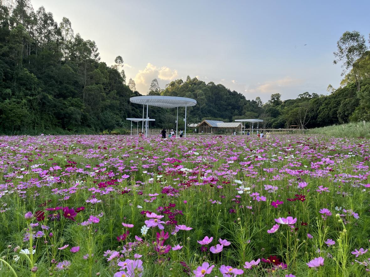 这个十月，波斯菊、向日葵绚烂满谷~~