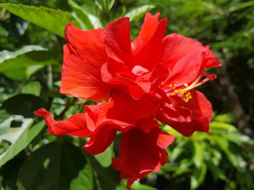 7月花历丨盛夏七月，夏花绚烂满鹏城