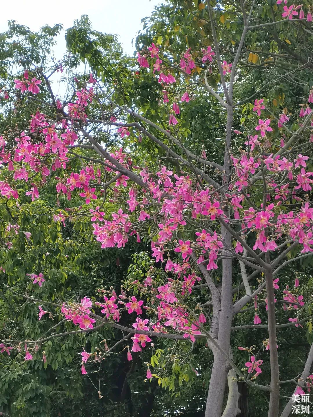 十一月花历 | 鹏城花开惹人醉，游园赏花乐开怀