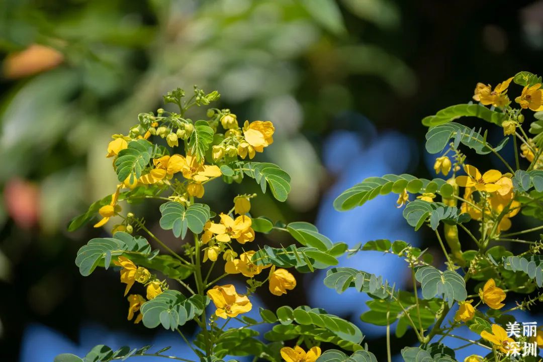 十一月花历 | 鹏城花开惹人醉，游园赏花乐开怀