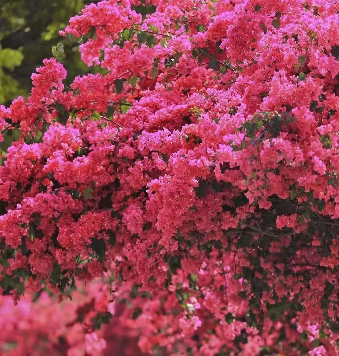 十一月花历 | 鹏城花开惹人醉，游园赏花乐开怀