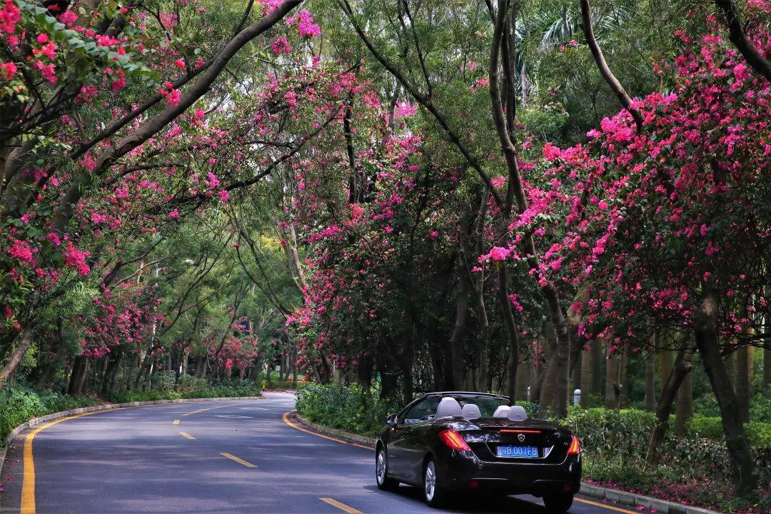 十一月花历 | 鹏城花开惹人醉，游园赏花乐开怀