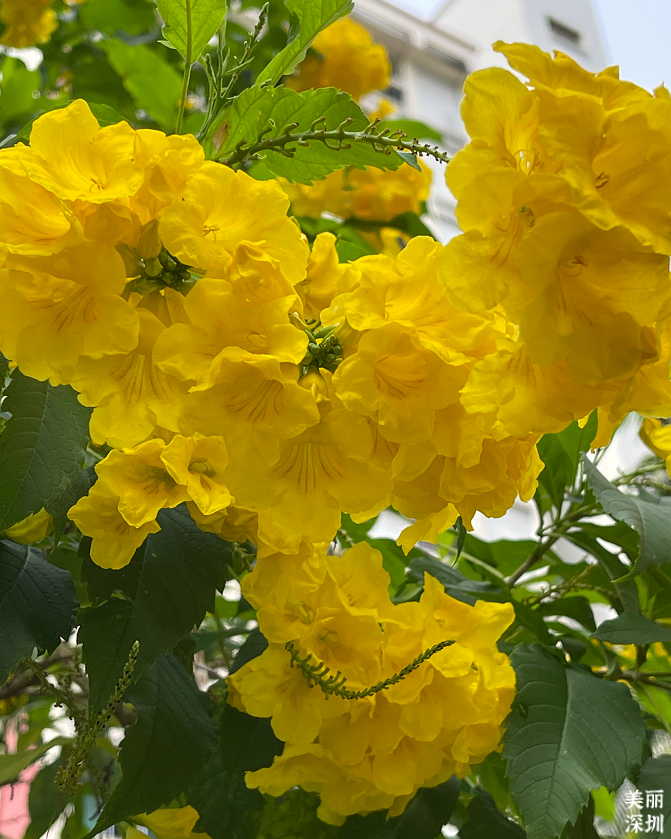 十一月花历 | 鹏城花开惹人醉，游园赏花乐开怀