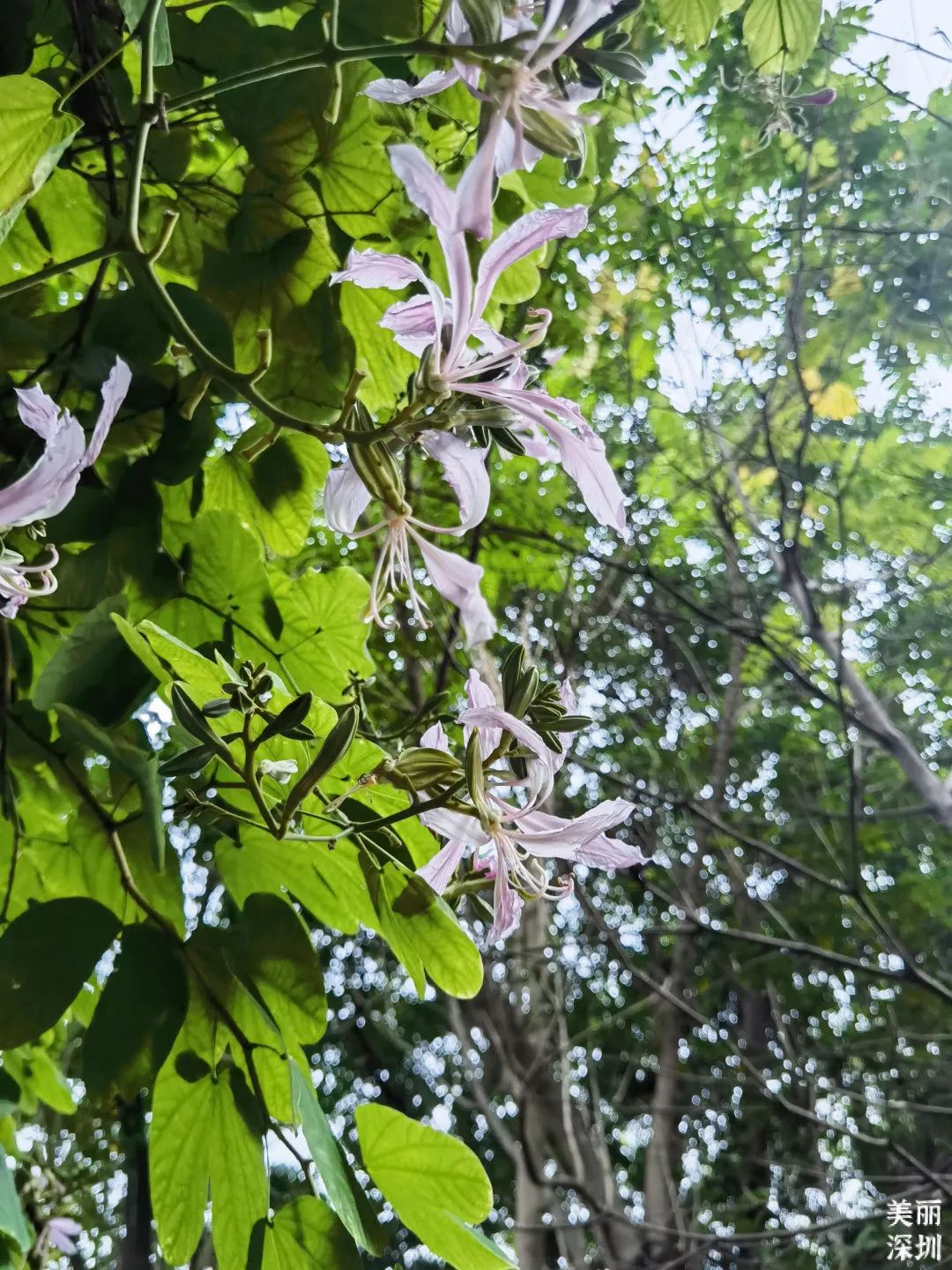 十一月花历 | 鹏城花开惹人醉，游园赏花乐开怀