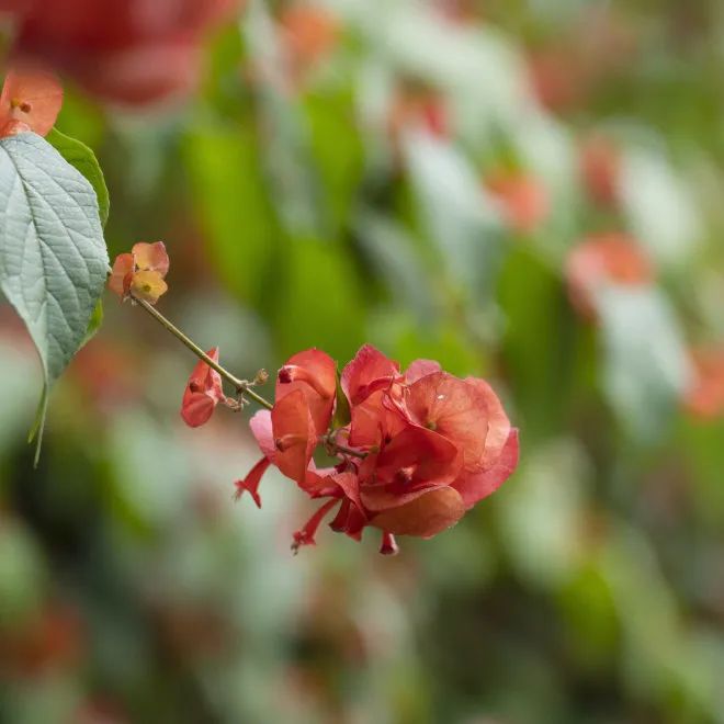 十一月花历 | 鹏城花开惹人醉，游园赏花乐开怀