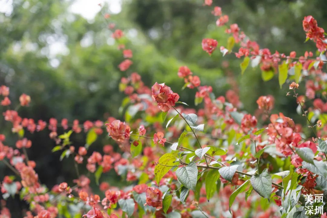 十一月花历 | 鹏城花开惹人醉，游园赏花乐开怀