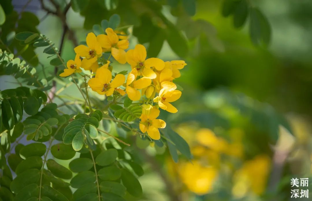 十一月花历 | 鹏城花开惹人醉，游园赏花乐开怀