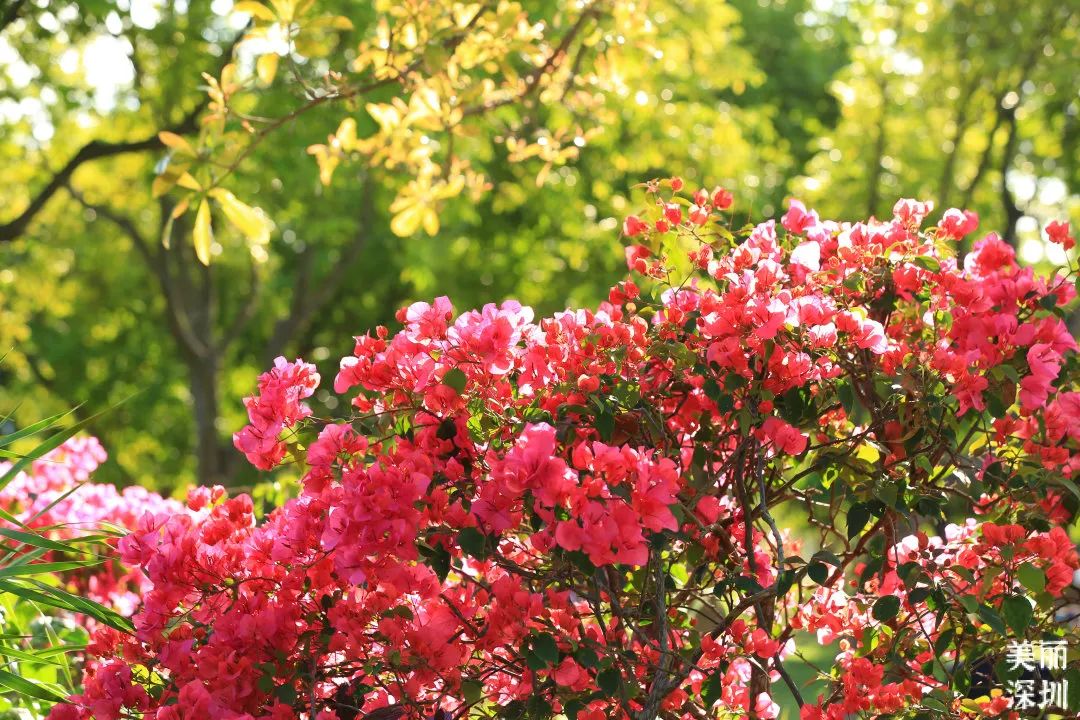 十一月花历 | 鹏城花开惹人醉，游园赏花乐开怀