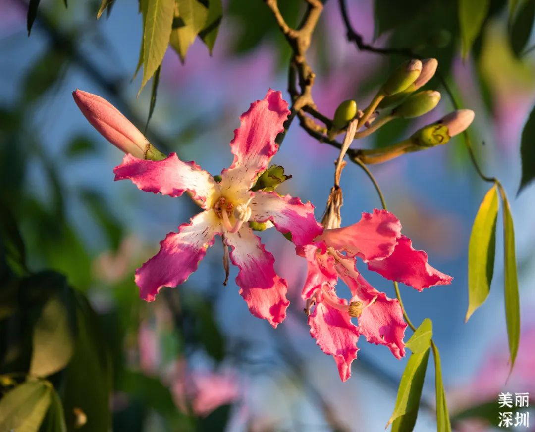 十一月花历 | 鹏城花开惹人醉，游园赏花乐开怀