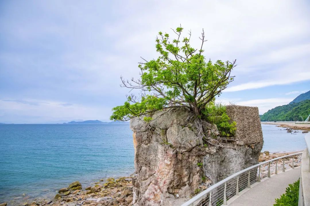 深圳精品绿道 | 新东绿道：当陡峭的悬崖遇上激流的海浪，山海之乐在此别样碰撞