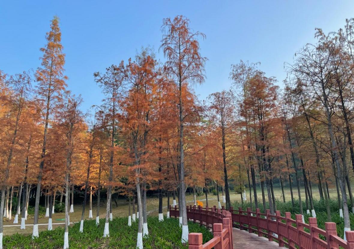 寻找深圳秋冬成片落羽杉（将近5000棵），龙岗绝美小森林公园！
