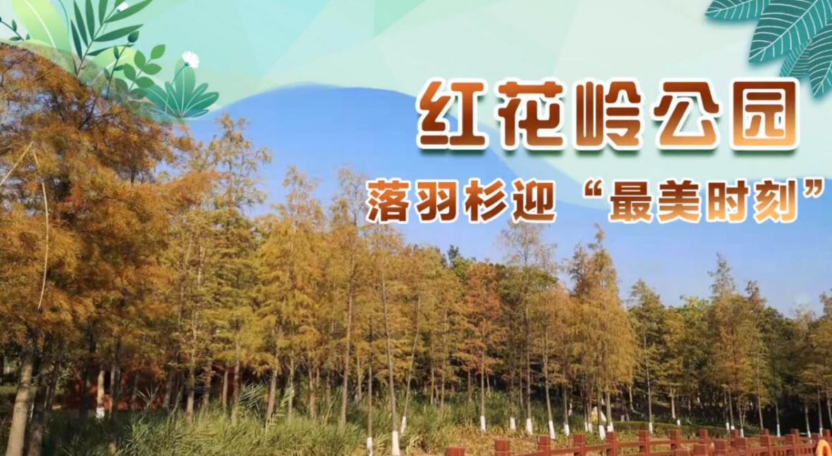 寻找深圳秋冬成片落羽杉（将近5000棵），龙岗绝美小森林公园！