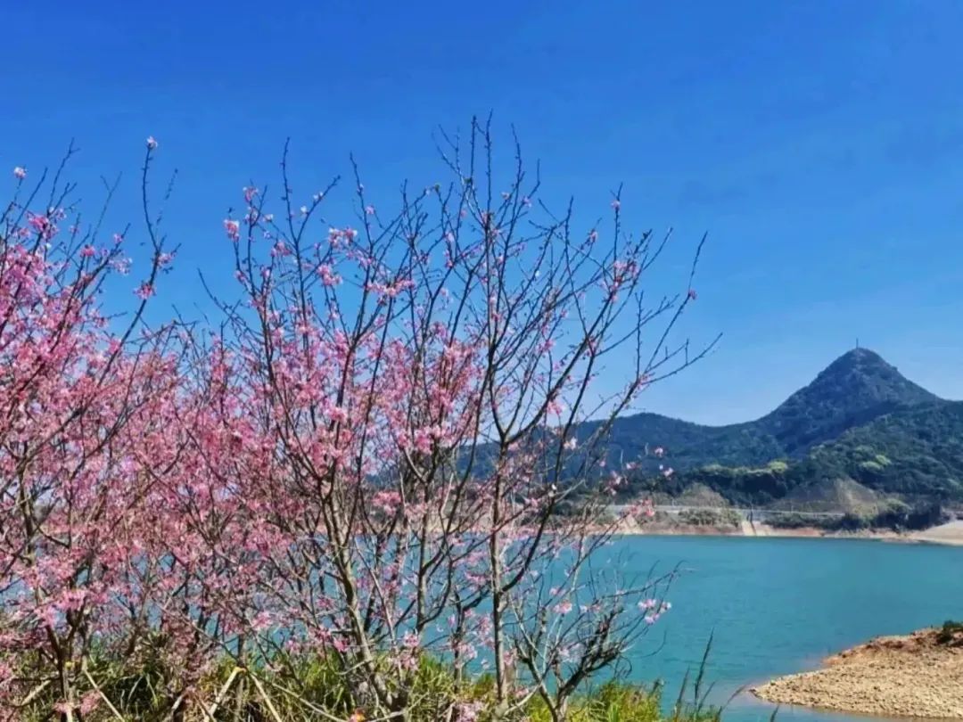 深i绿道 | 漫山樱花飘舞，来小三洲绿道共赏美景吧！