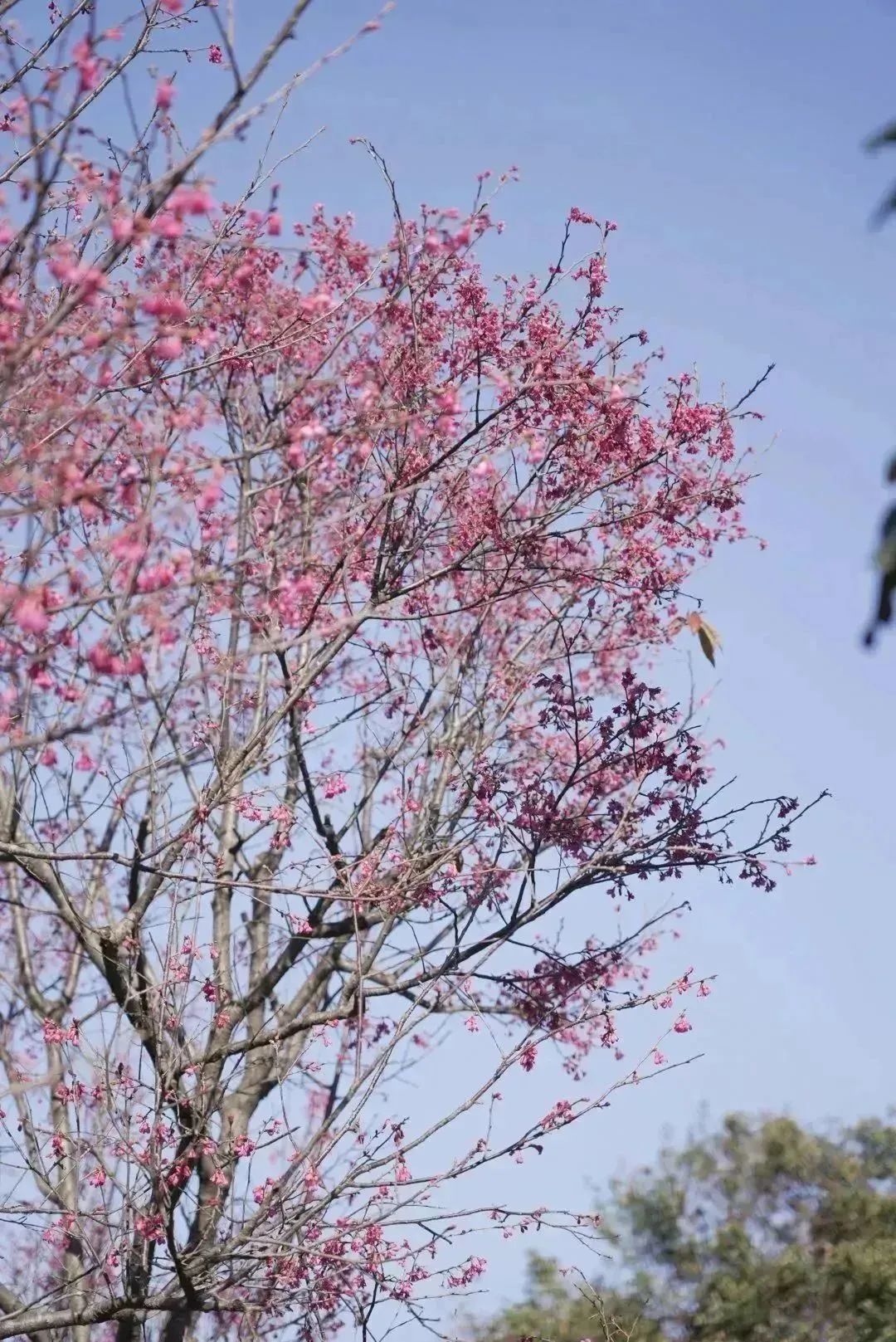 深i绿道 | 漫山樱花飘舞，来小三洲绿道共赏美景吧！