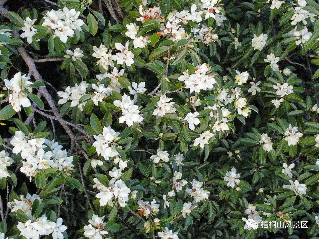 山花已盛开，赏花正当时