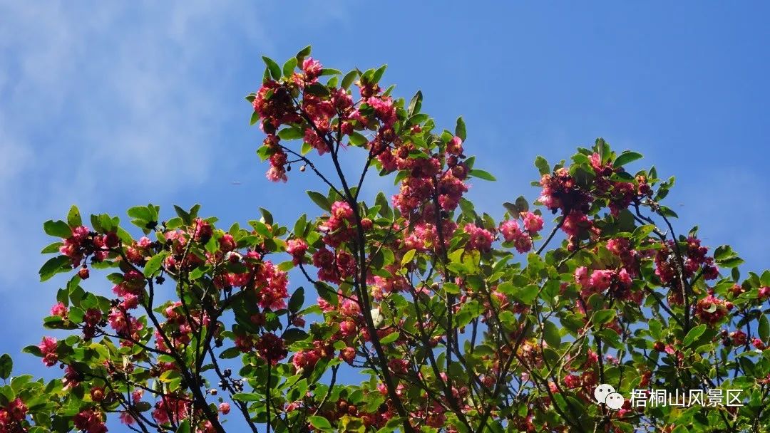 山花已盛开，赏花正当时