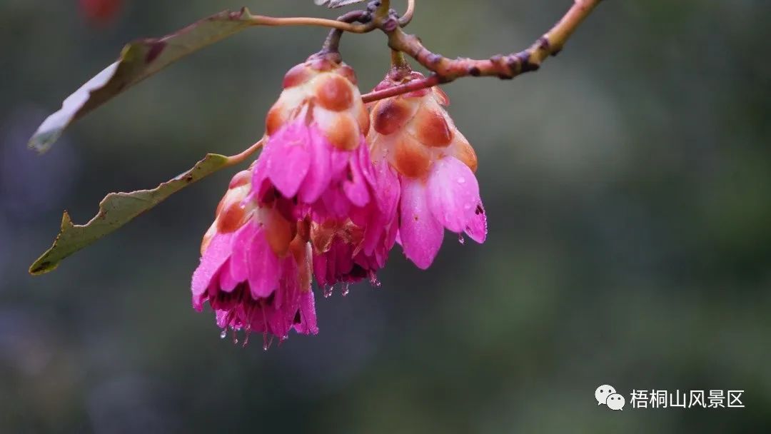 山花已盛开，赏花正当时