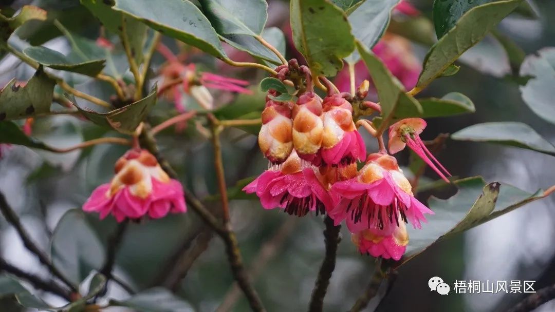 山花已盛开，赏花正当时