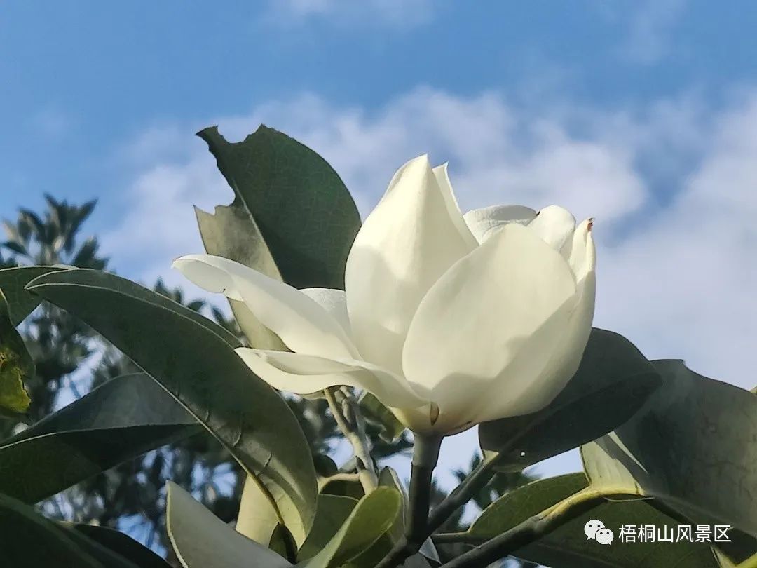 山花已盛开，赏花正当时