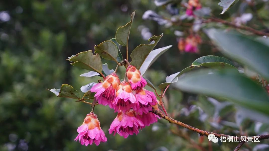 山花已盛开，赏花正当时