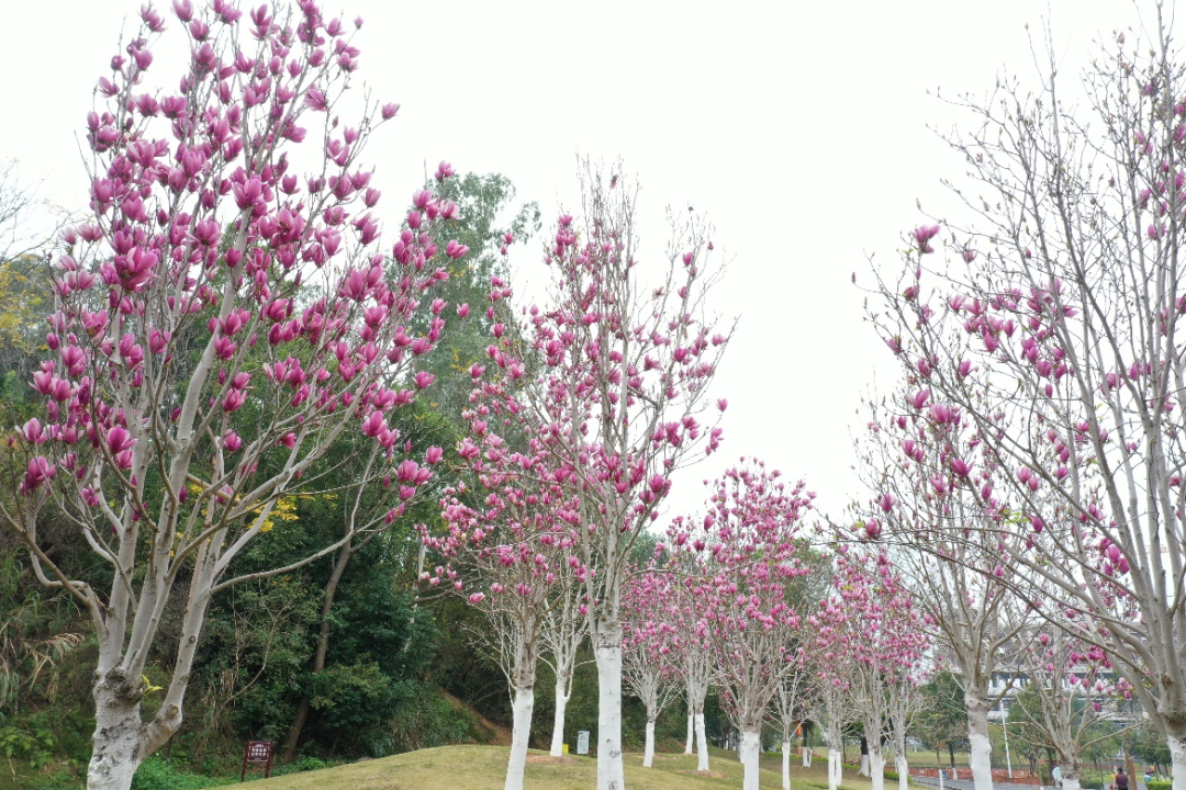 花开深圳｜邂逅粉紫浪漫，“木兰”等你来！