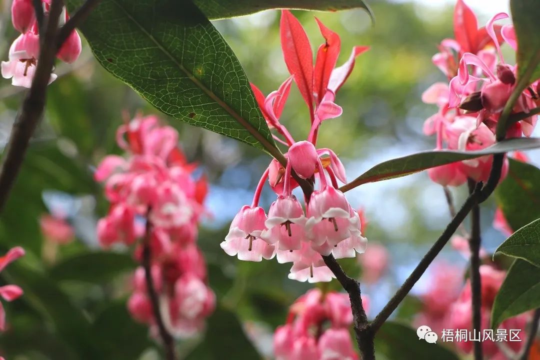 山花已盛开，赏花正当时