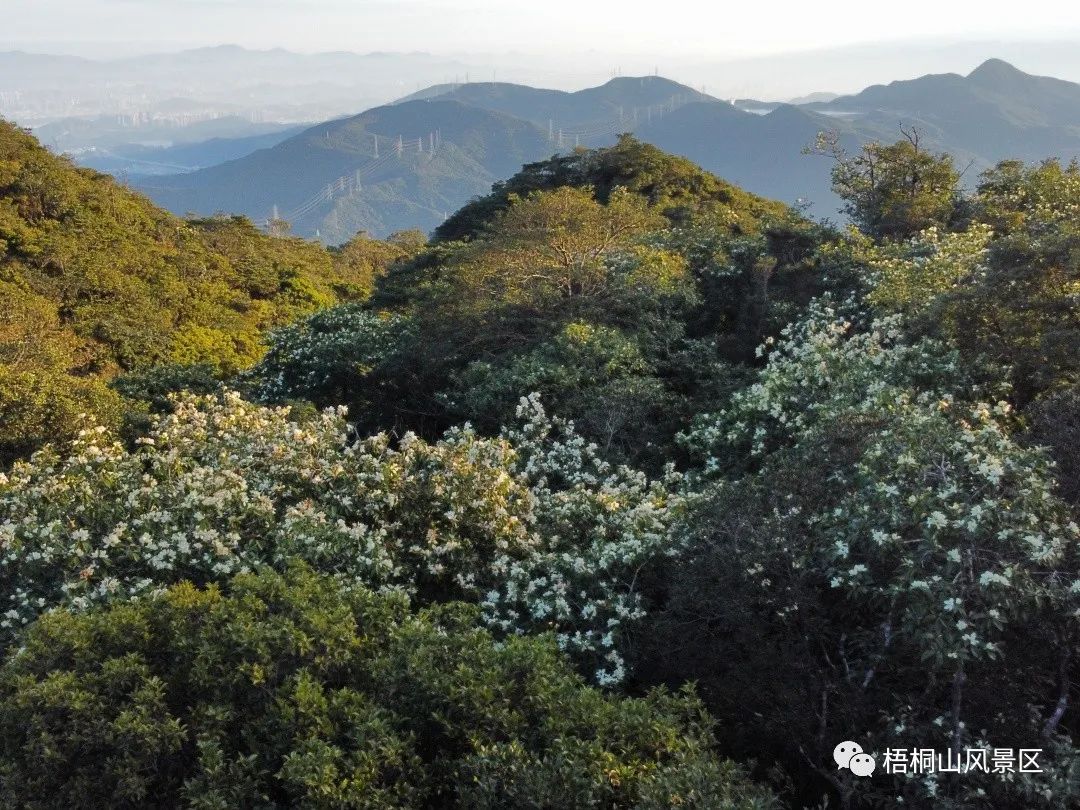 山花已盛开，赏花正当时