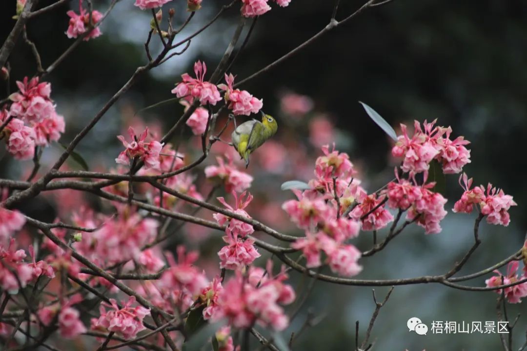 山花已盛开，赏花正当时