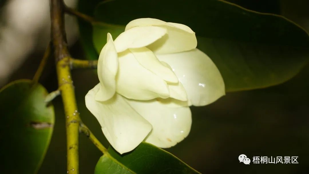 山花已盛开，赏花正当时