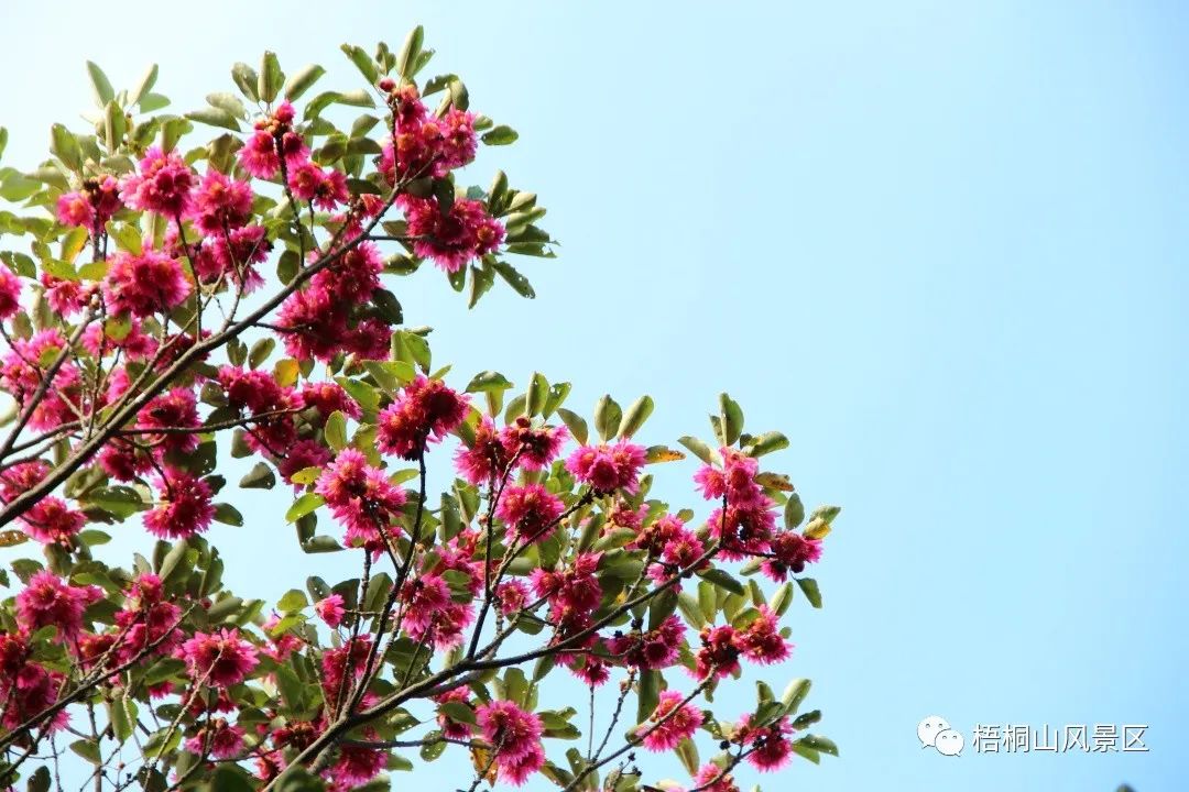 山花已盛开，赏花正当时