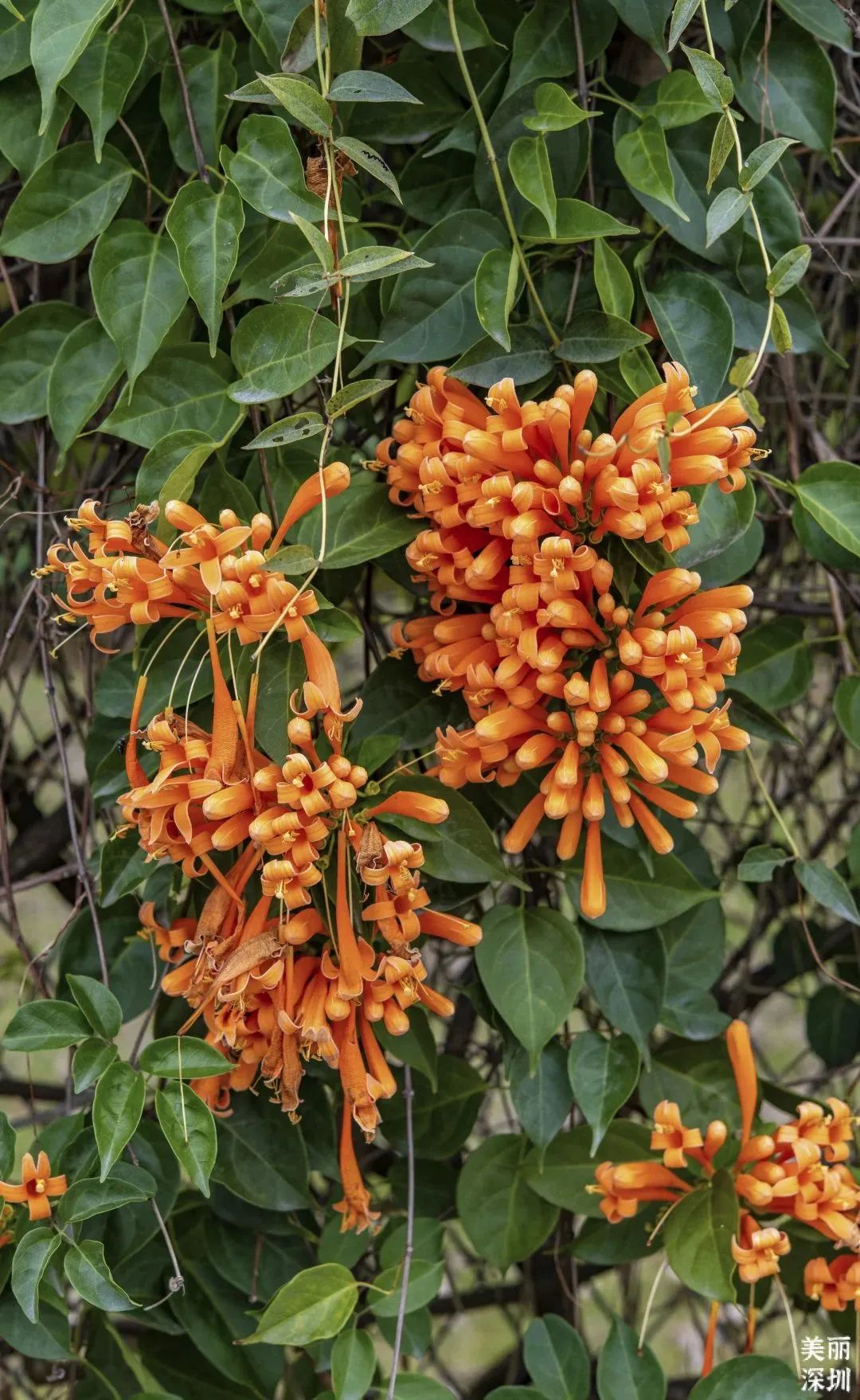 2月花历 | 春日花开好，浪漫在公园