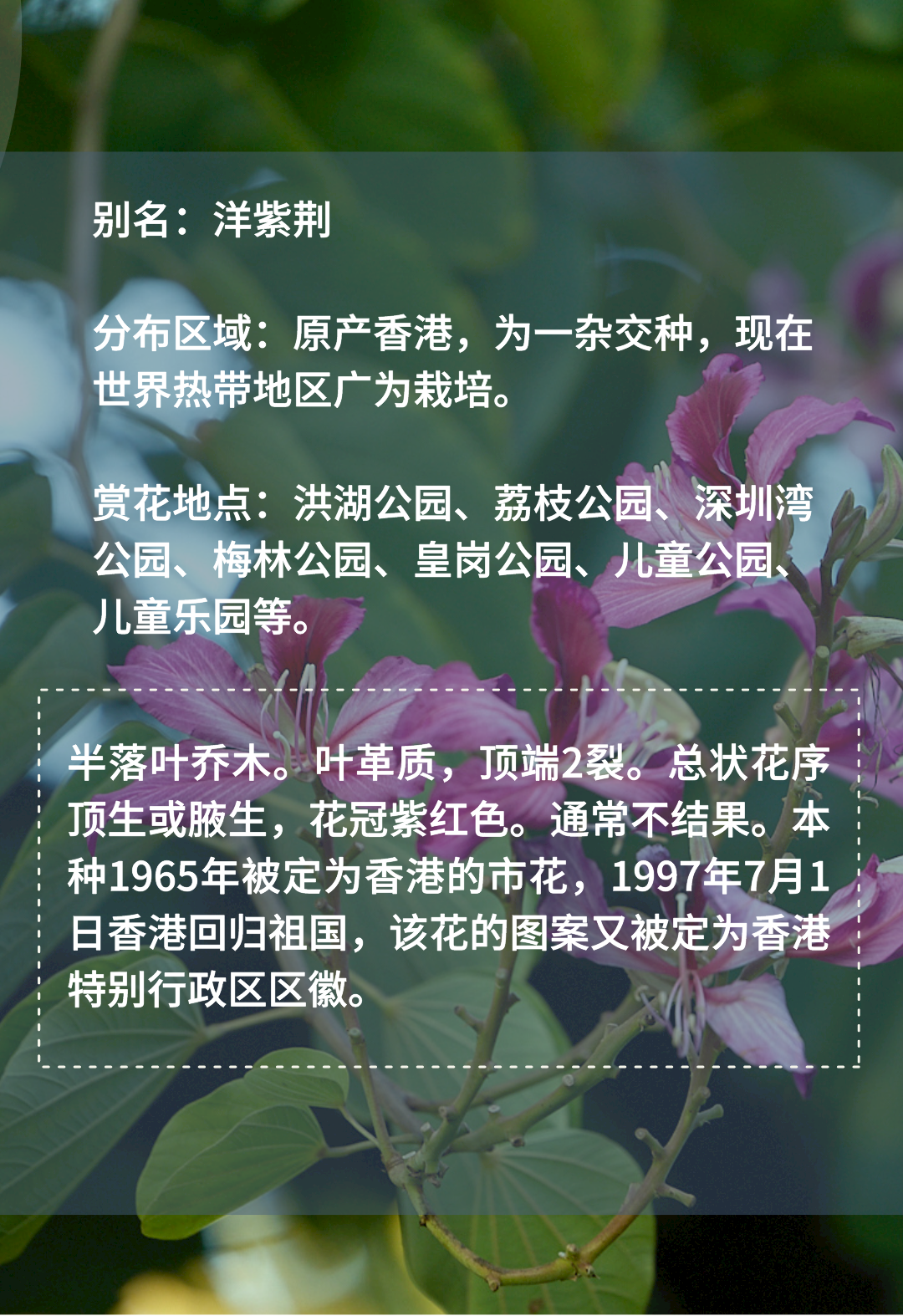 2月花历 | 春日花开好，浪漫在公园