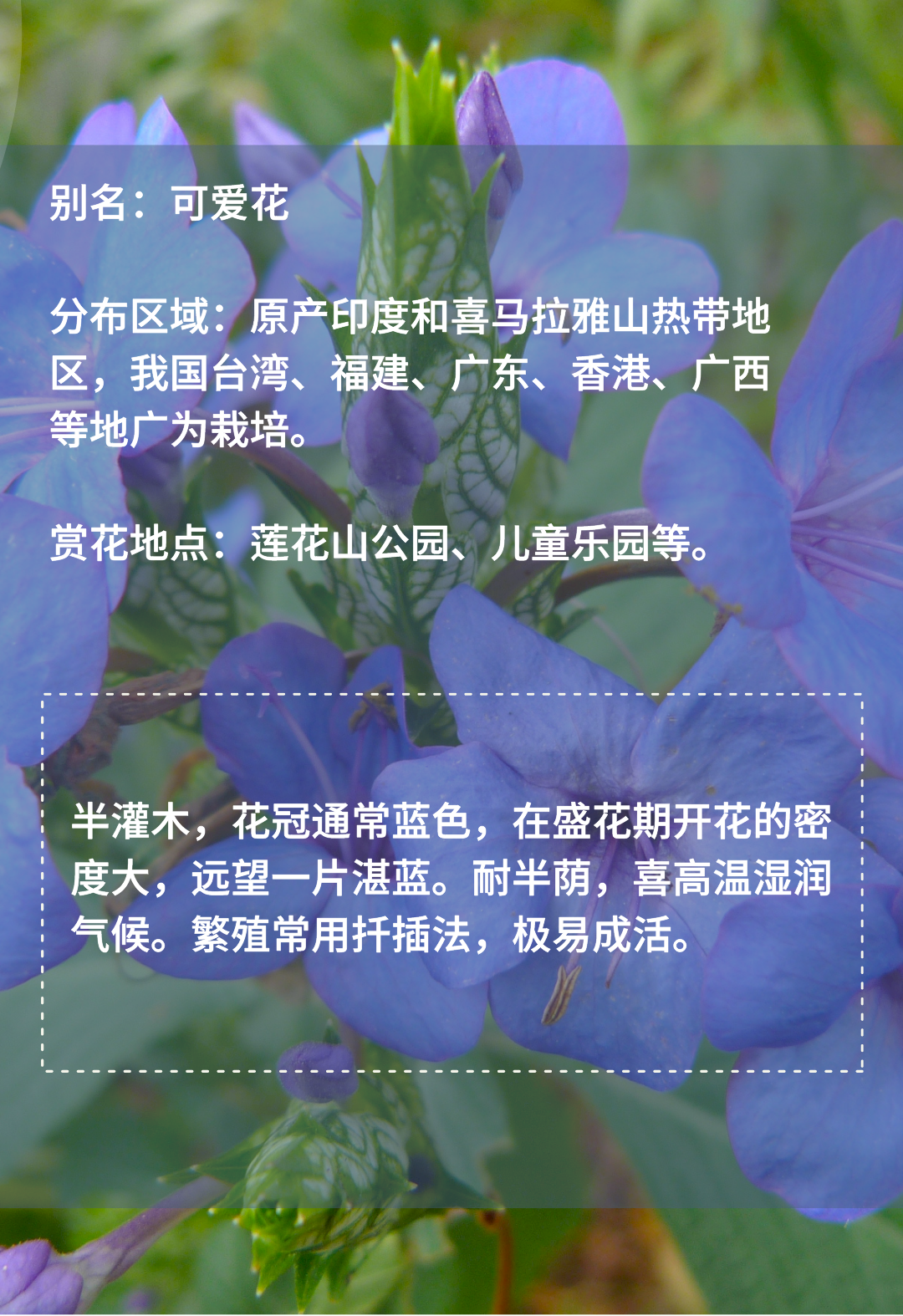 2月花历 | 春日花开好，浪漫在公园