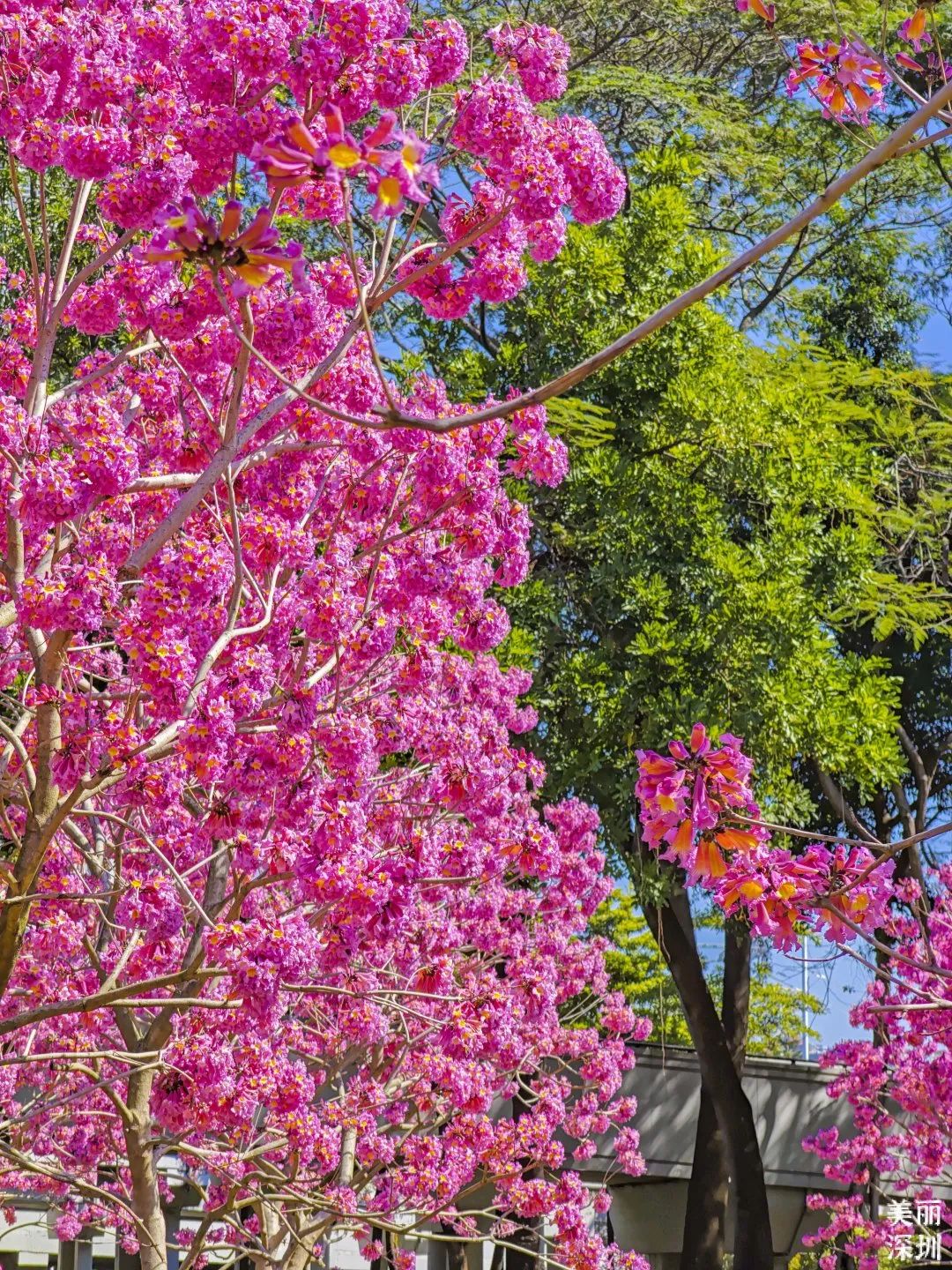 2月花历 | 春日花开好，浪漫在公园