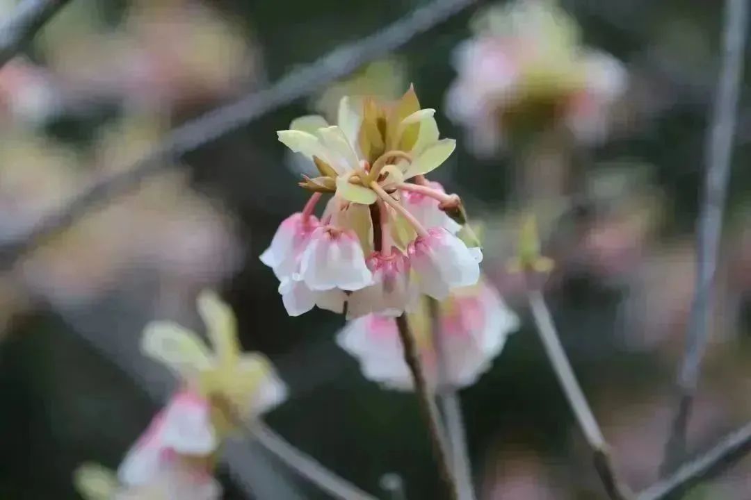 来收集春光吧~盐田粉色花海向你发出邀请！