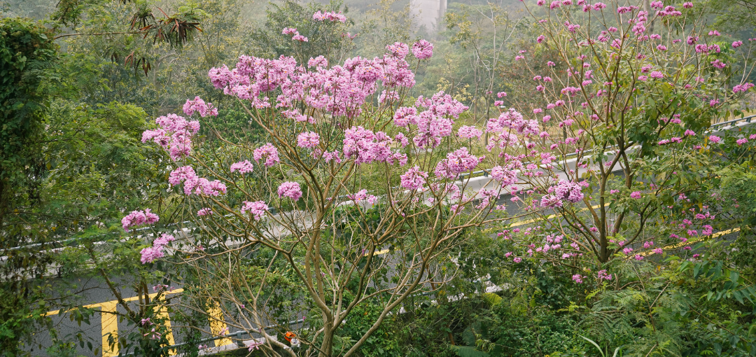 来收集春光吧~盐田粉色花海向你发出邀请！