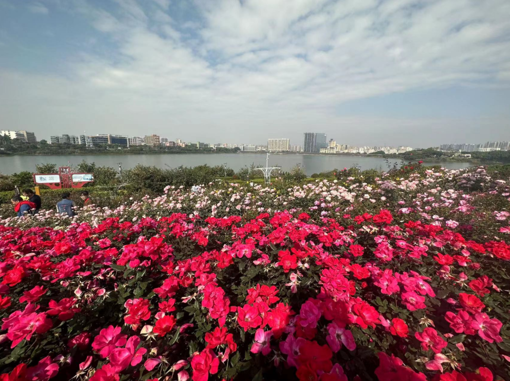 粉、红、黄、紫……宝安这片月季花海临着湖畔，太美了！