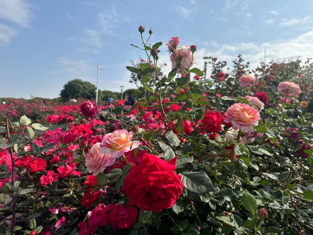 粉、红、黄、紫……宝安这片月季花海临着湖畔，太美了！