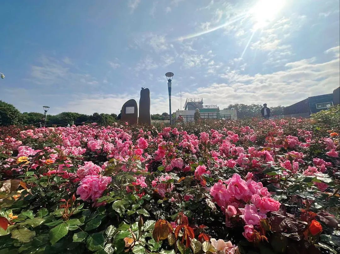 粉、红、黄、紫……宝安这片月季花海临着湖畔，太美了！