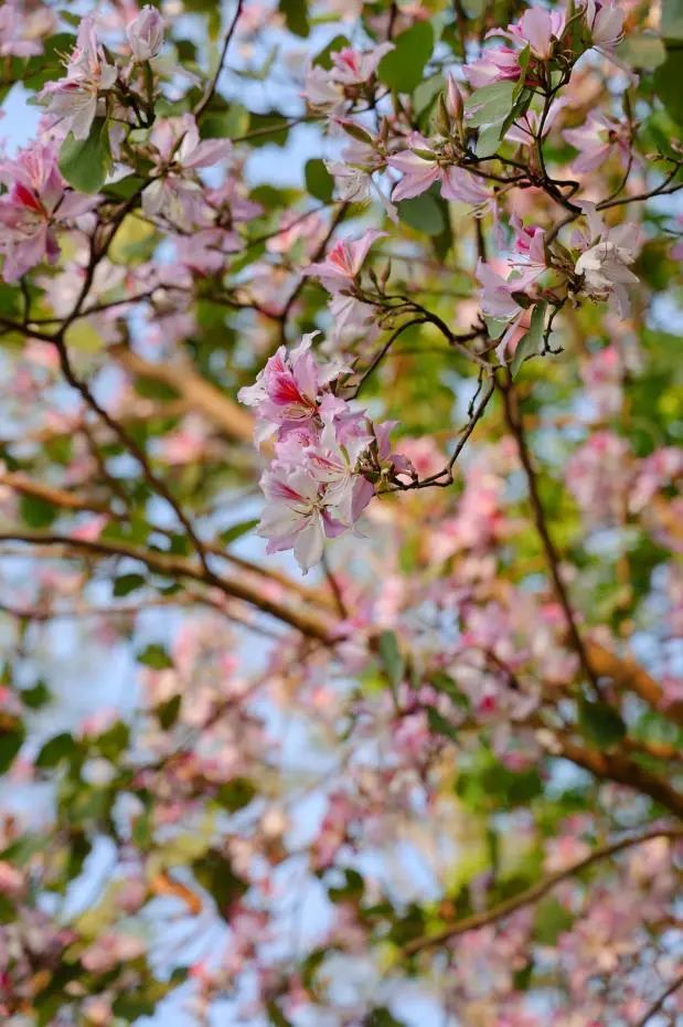 收藏!龙岗3月赏花地图出炉 收藏!龙岗3月赏花地图出炉