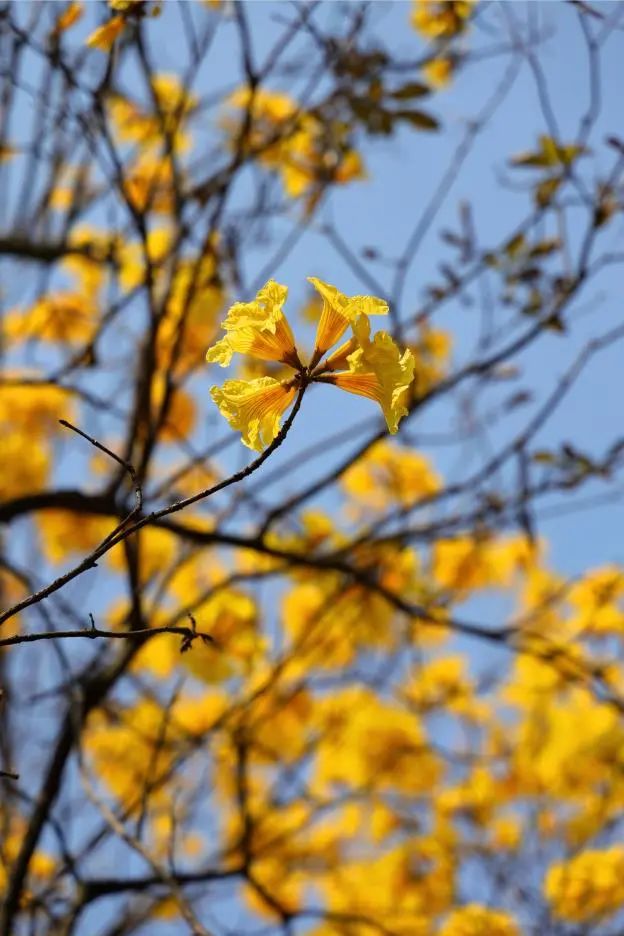 收藏!龙岗3月赏花地图出炉 收藏!龙岗3月赏花地图出炉