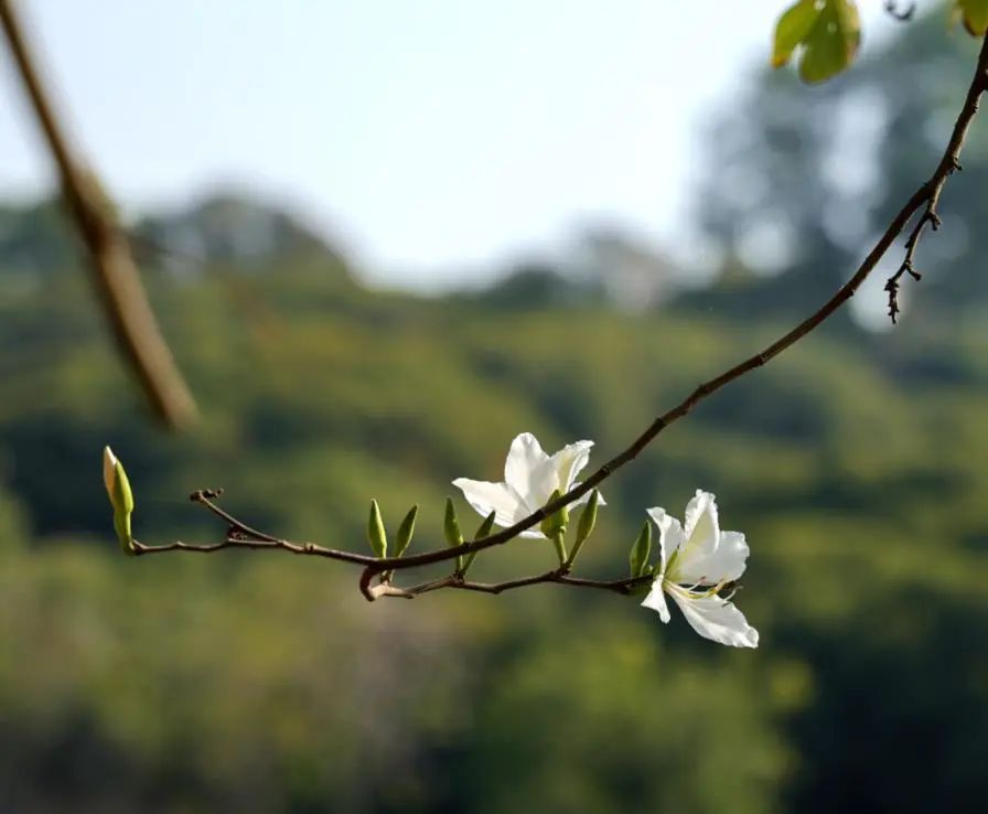 收藏!龙岗3月赏花地图出炉 收藏!龙岗3月赏花地图出炉