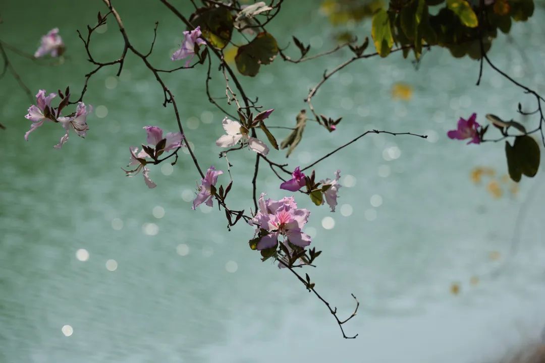 收藏!龙岗3月赏花地图出炉 收藏!龙岗3月赏花地图出炉