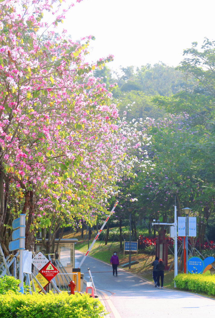 收藏！龙岗3月赏花地图出炉