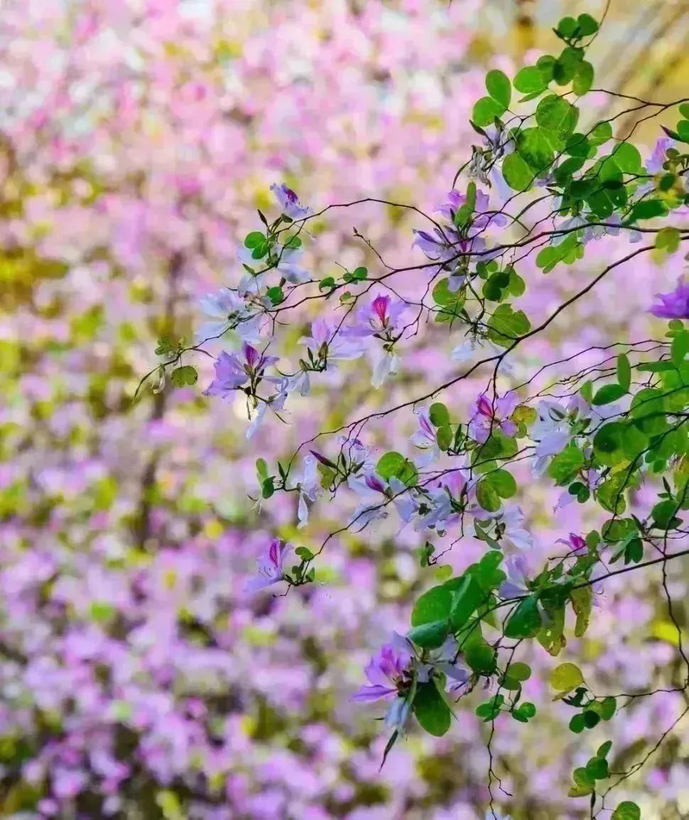 四个打卡点，总有一片花海让你心动！