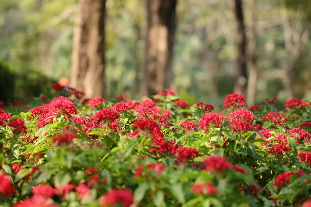 收藏!龙岗3月赏花地图出炉 收藏!龙岗3月赏花地图出炉