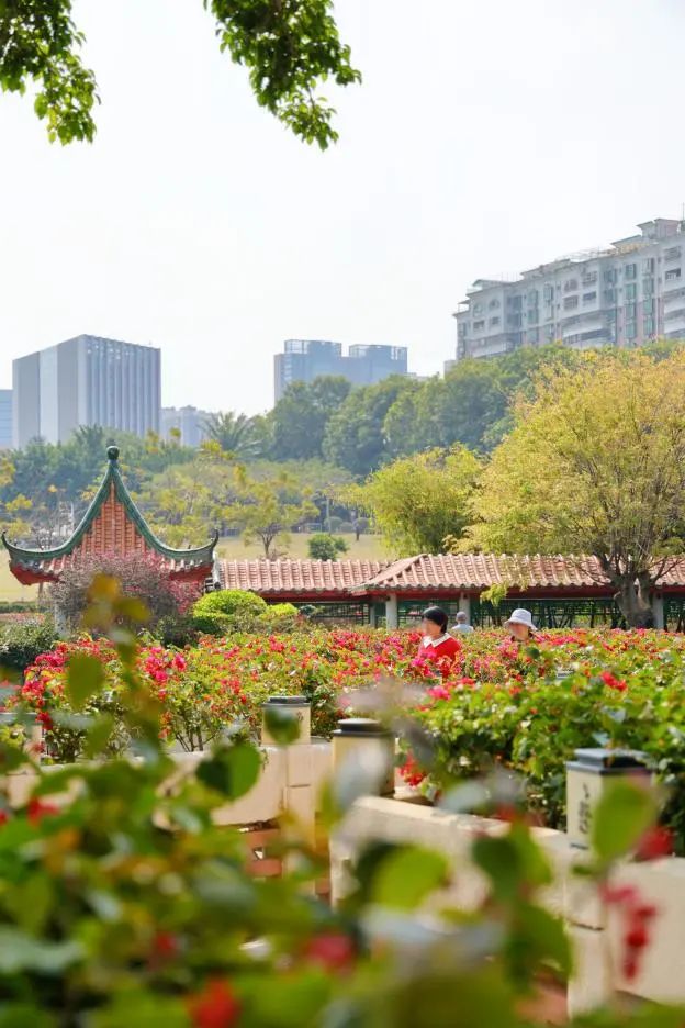 收藏!龙岗3月赏花地图出炉 收藏!龙岗3月赏花地图出炉