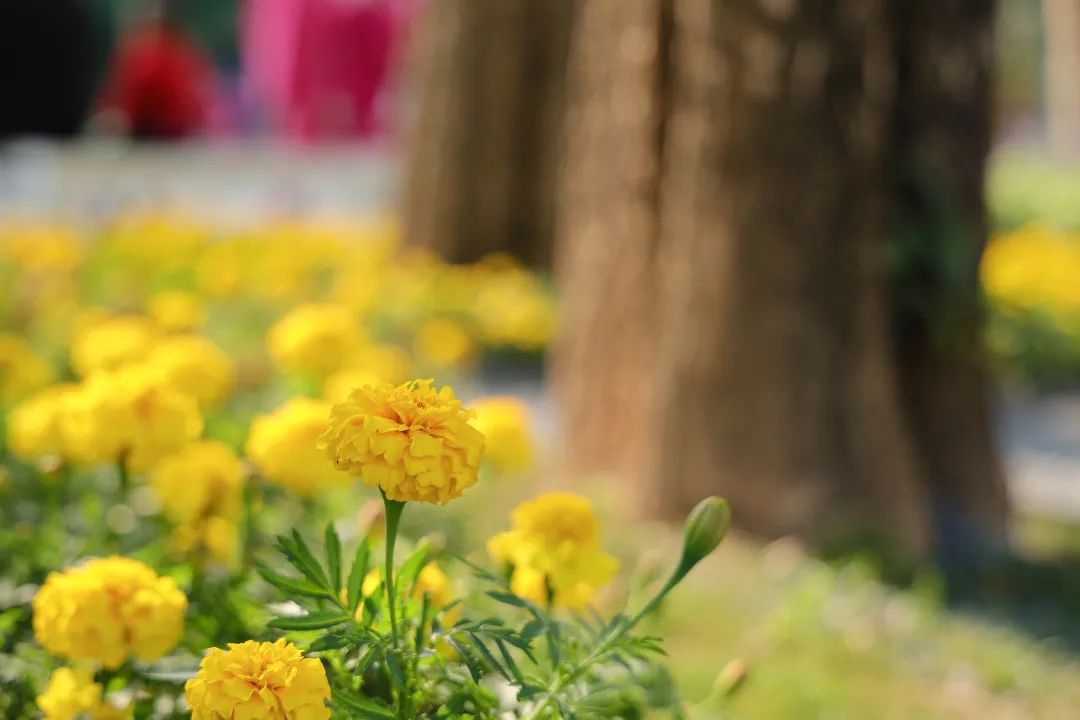 收藏!龙岗3月赏花地图出炉 收藏!龙岗3月赏花地图出炉