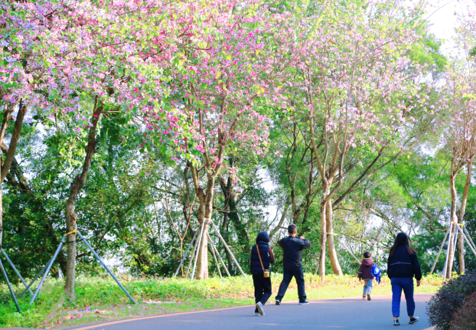 收藏!龙岗3月赏花地图出炉 收藏!龙岗3月赏花地图出炉