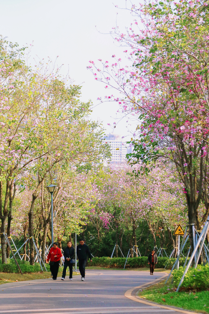 收藏!龙岗3月赏花地图出炉 收藏!龙岗3月赏花地图出炉